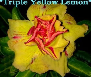Adenium Obesum Triple Yellow Lemon 5 Seeds - Click Image to Close